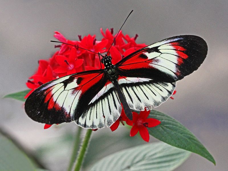 A butterfly at Butterfly World, Coconut Creek