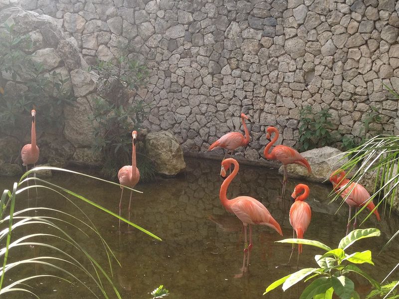 Flamingos at Flamingo Gardens, Davie